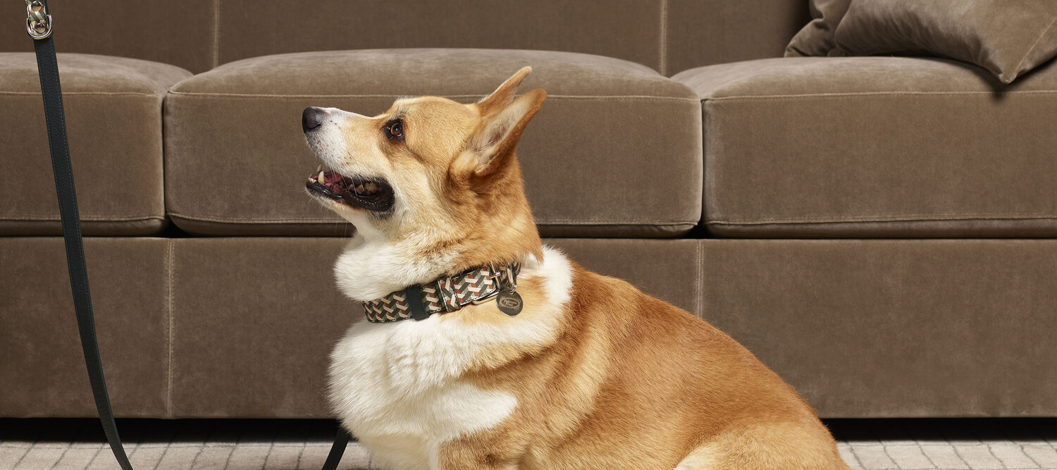 Pet collection | 领带 Pet Collection Collar by Poltrona Frau、Pelle Frau®またはジャカード、真鍮ディテール、イタリア高級クラフト	Poltrona Frau宠物系列项圈,Pelle Frau®或提花带,黄铜细节,意大利奢华工艺