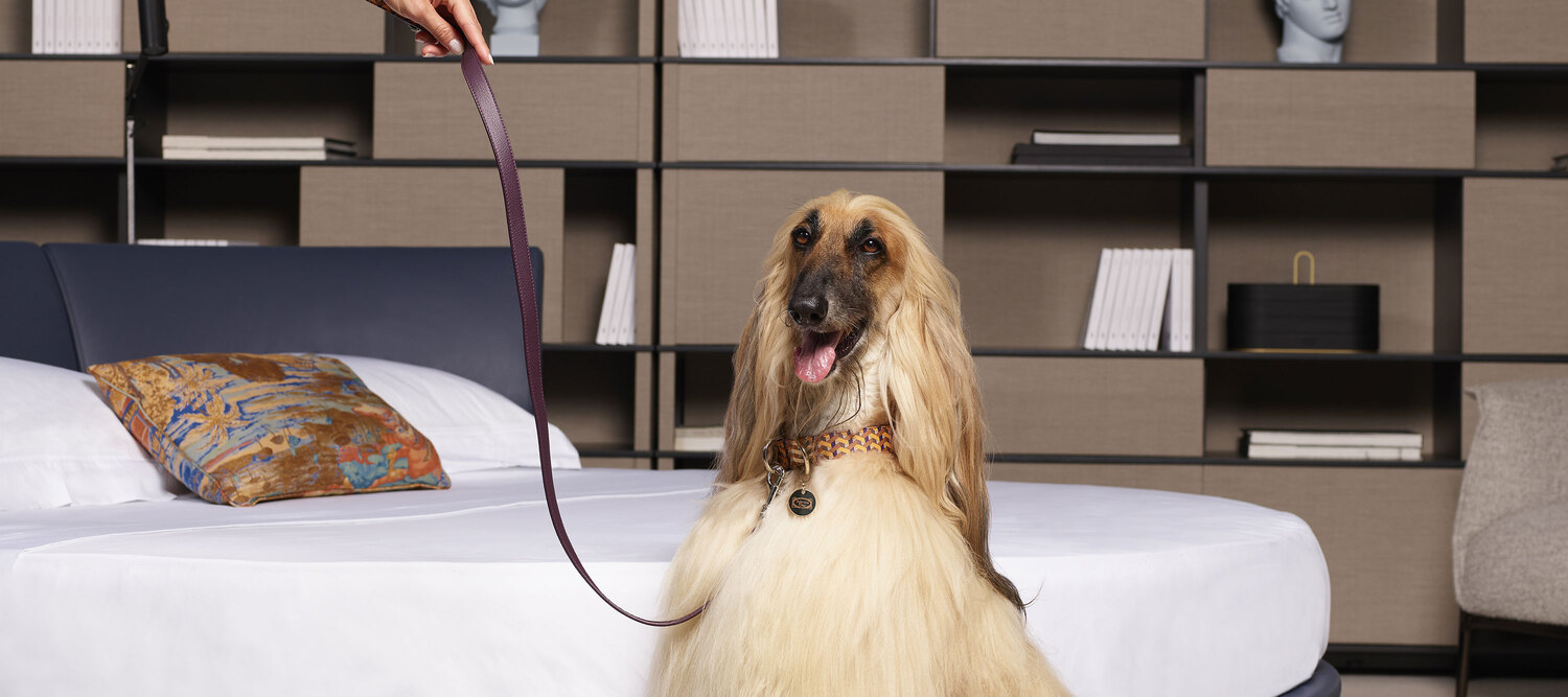 Pet collection | 牵引绳 Poltrona Frau宠物系列牵引绳,Pelle Frau®或提花带,皮革手柄,黄铜细节,意大利奢华工艺与设计