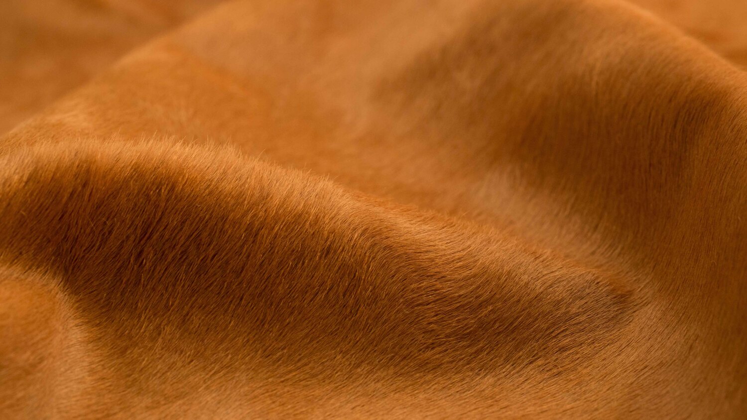 pelle cavallino pelle cavallino