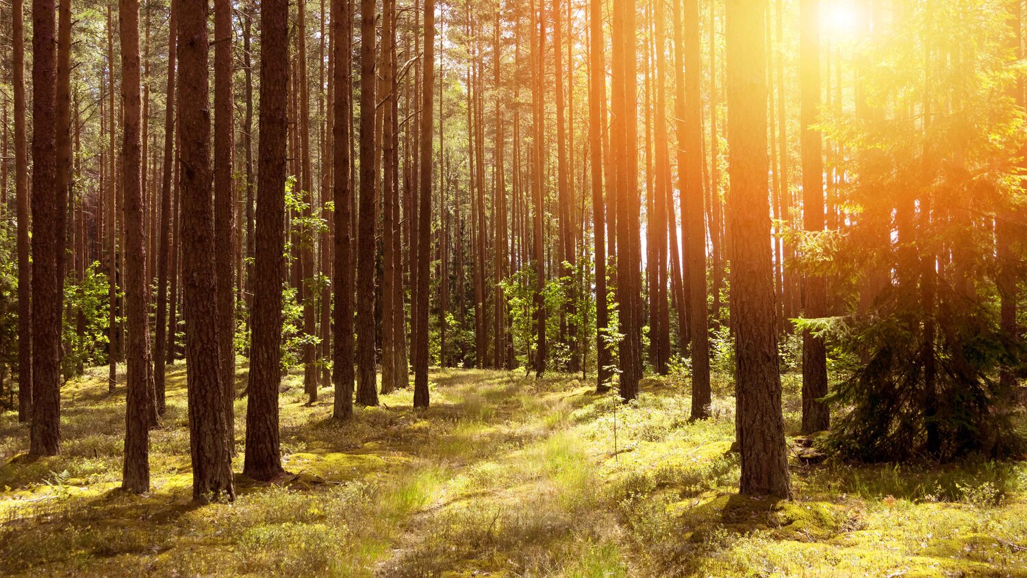 sustainability hero sustainability hero