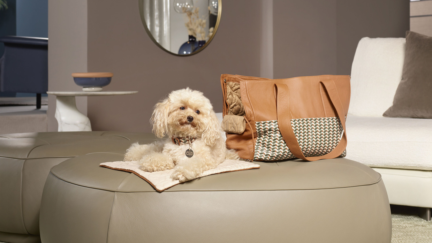 pet collection barboncino 02 pet collection barboncino 02