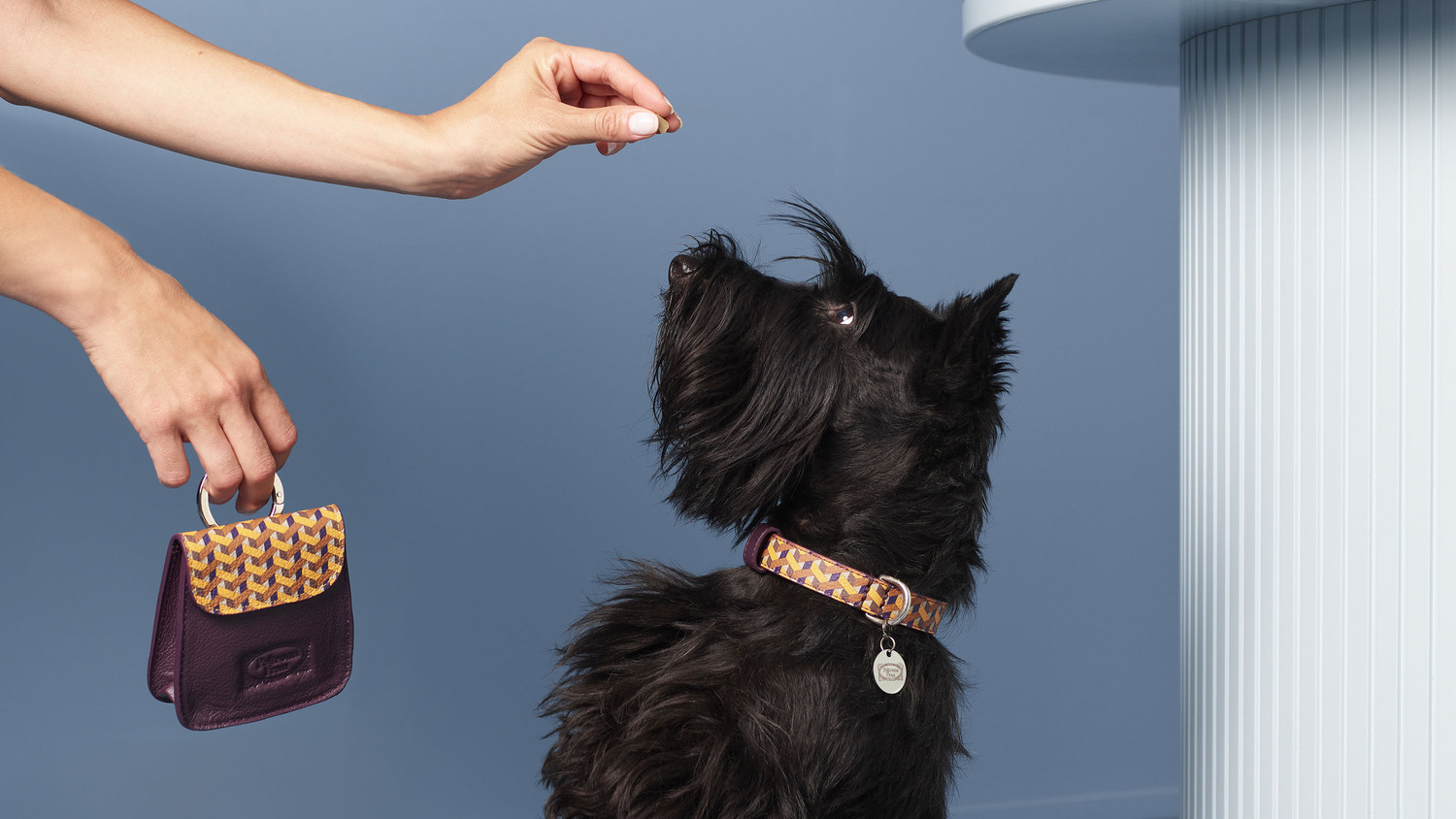 pet collection scottish 02